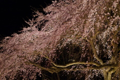 枝垂れ桜〜ライトアップ