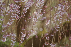 写真講座…「これ最高です」