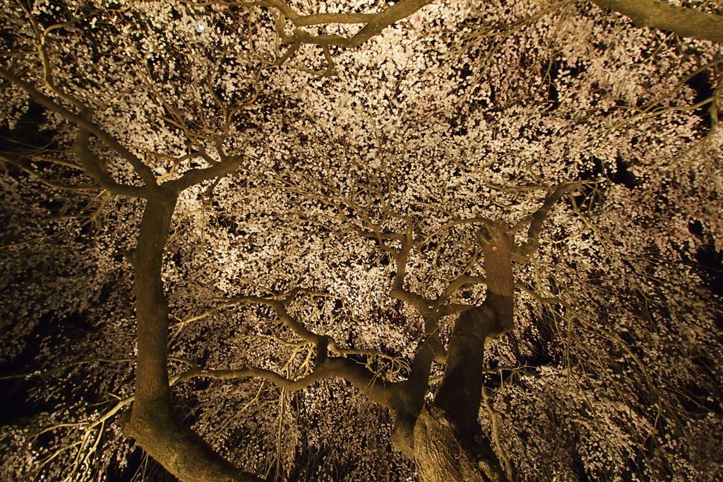 枝垂れ桜〜ライトアップ