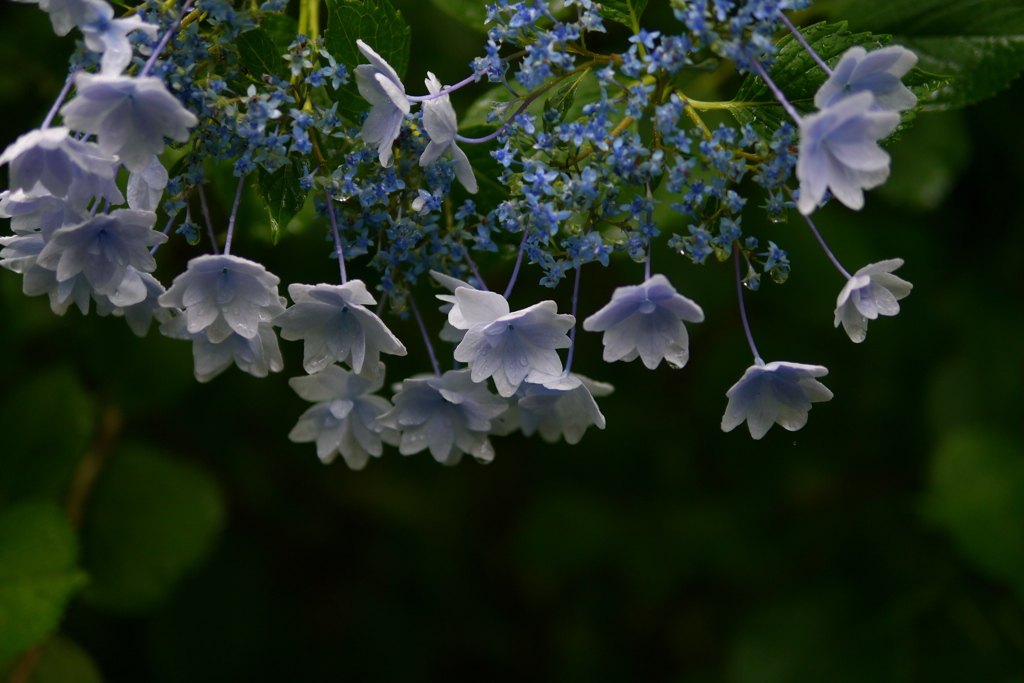 雨の紫陽花