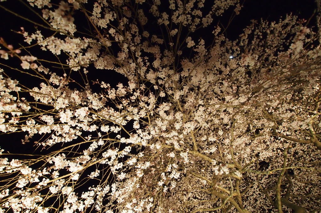 枝垂れ桜〜ライトアップ