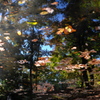 写り込みの紅葉