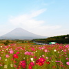 富士山とコスモス