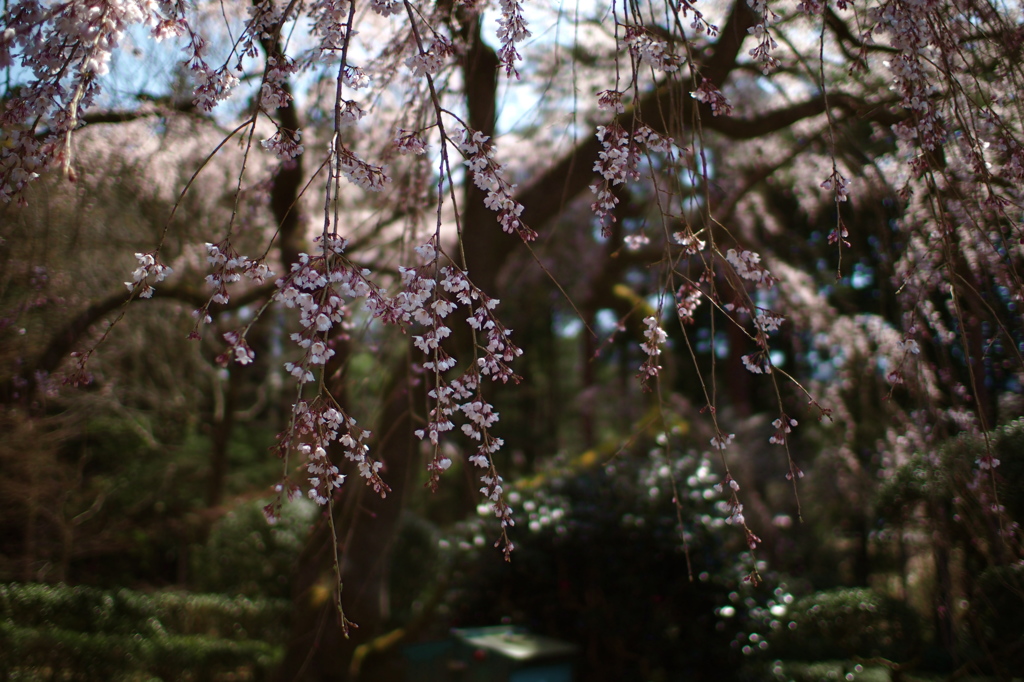 写真講座〜花がメインです