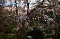 写真講座〜花がメインです