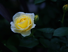 yellow rose