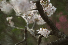 写真講座〜花の顔の向き