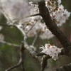 写真講座〜花の顔の向き