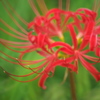 曼珠沙華