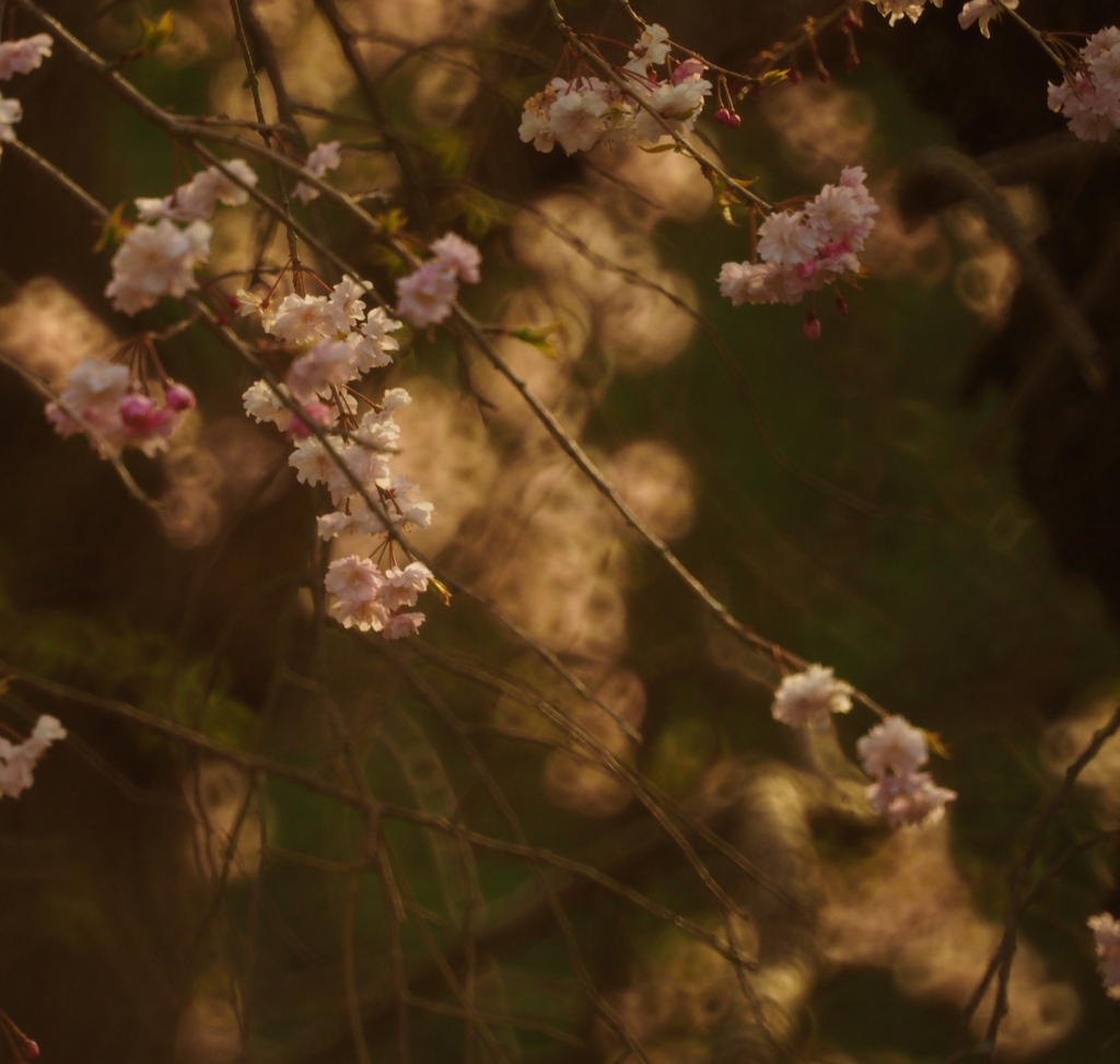 ローキーな枝垂れ桜