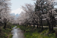 桜と、富士山と、川