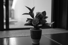 強羅「花壇」のおもてなし
