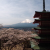富士山と、五重塔と、桜…
