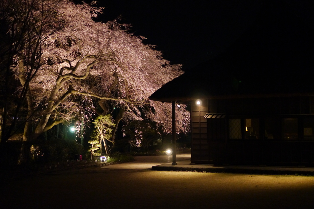 枝垂れ桜と母屋