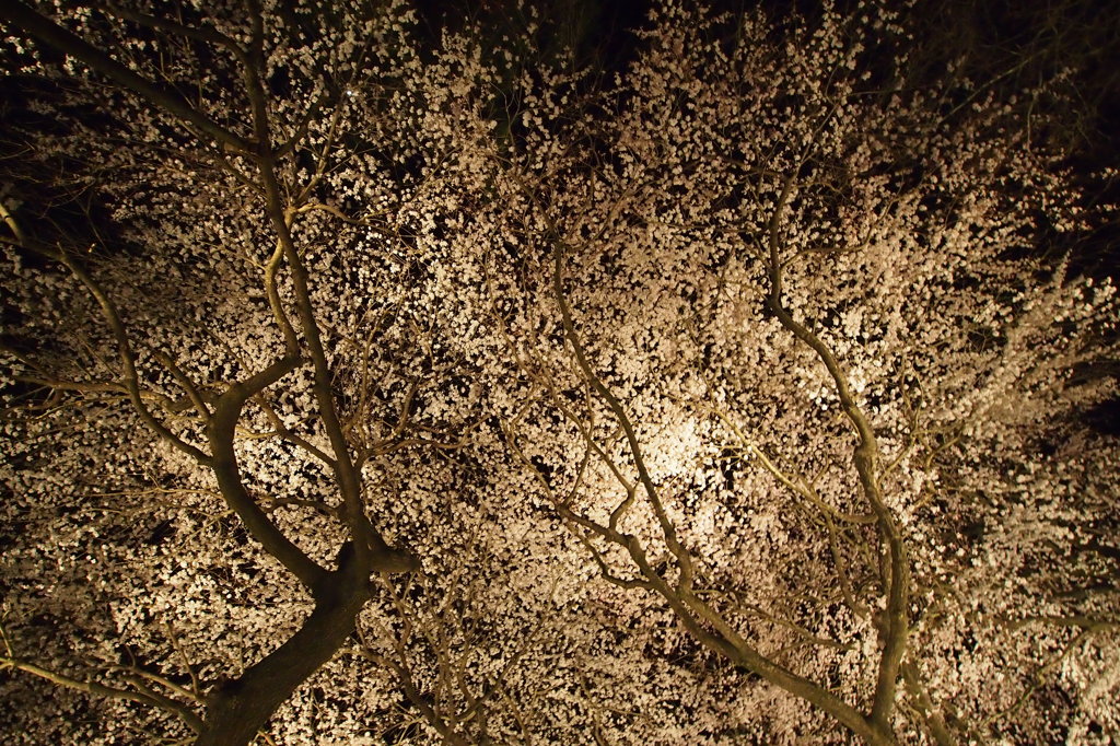 樹齢130年の枝垂れ桜〜ライトアップ