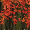 黒（前）