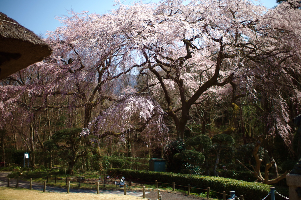 樹齢130年の枝垂れ桜