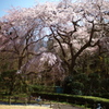 樹齢130年の枝垂れ桜