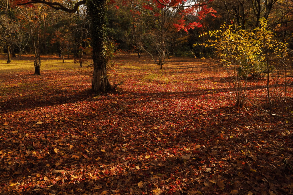 紅葉