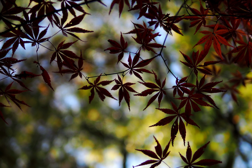 紅葉