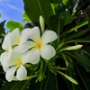 ティアレ　タヒチの花
