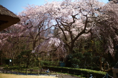 写真講座〜よくある桜風景