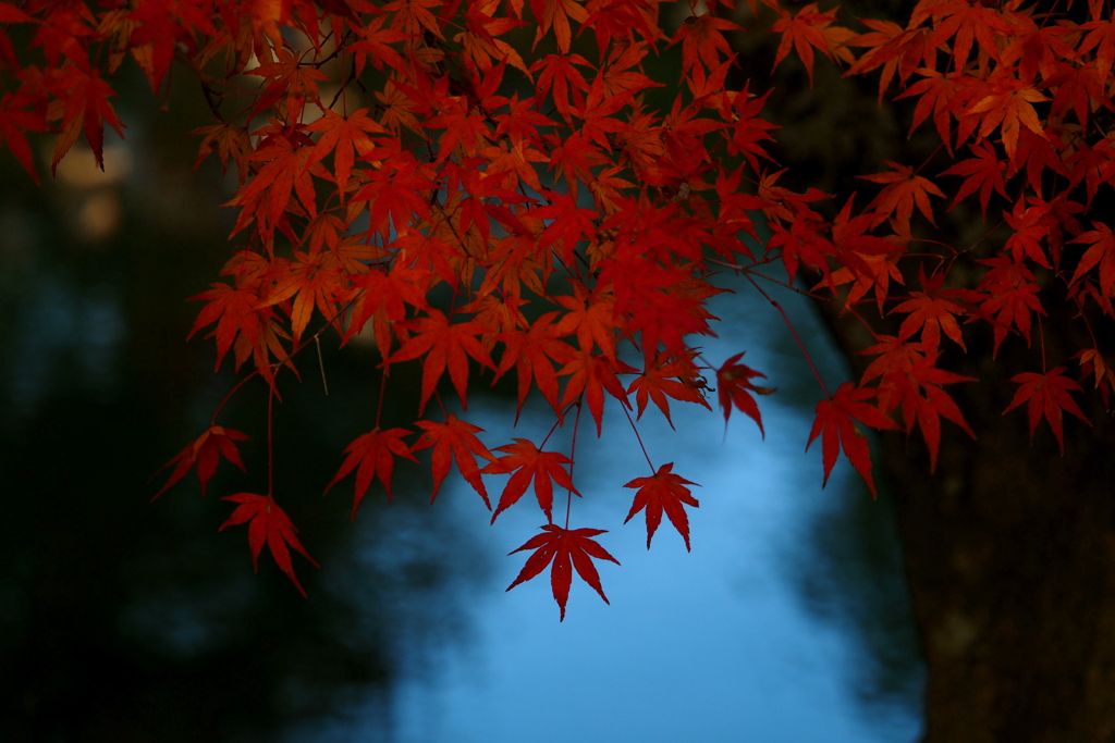 紅葉