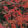 トリミング（後）