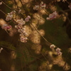 写真講座〜花とローキー
