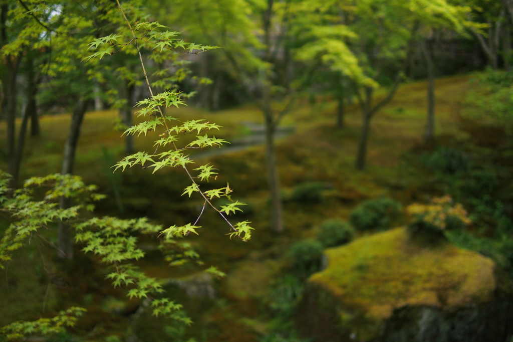 新緑の箱根