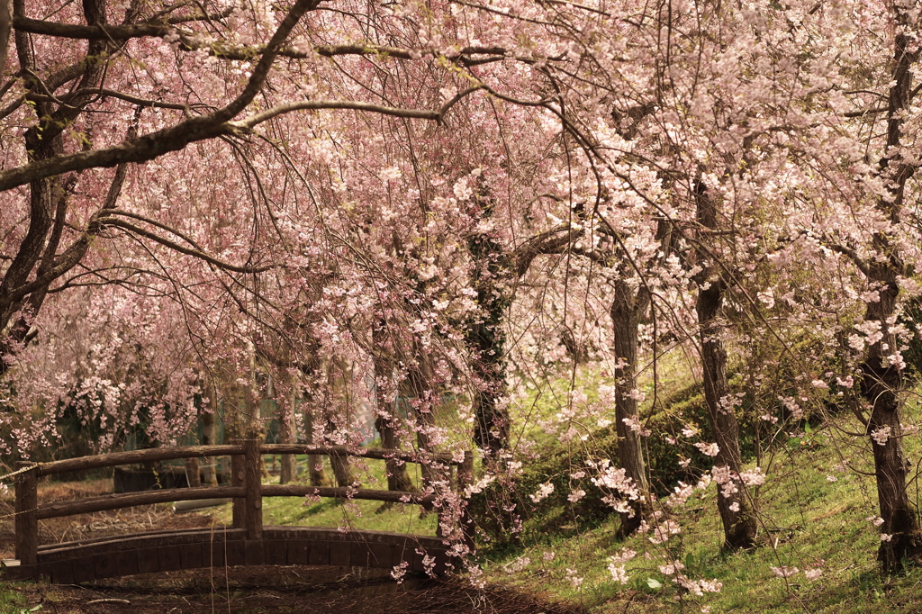 枝垂れ桜と太鼓橋