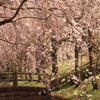 枝垂れ桜と太鼓橋