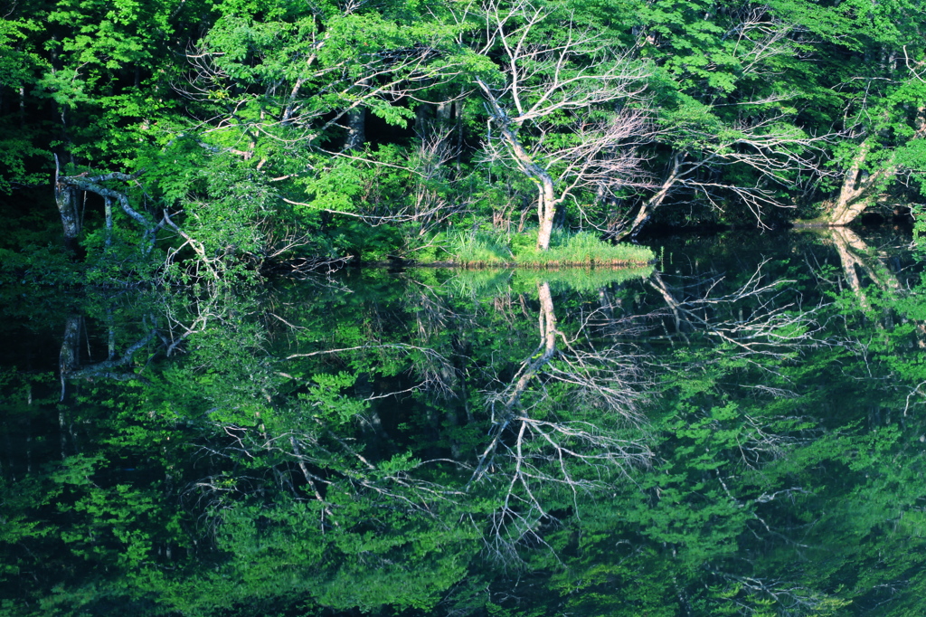 ７月の蔦沼