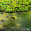新緑の奥入瀬渓流-Ⅱ