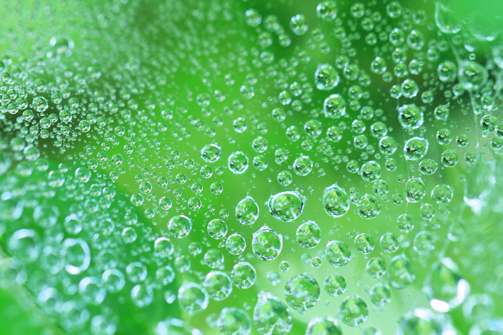 小雨の中の贈り物