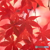 紅モミジ