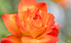 魅惑の薔薇-Ⅳ