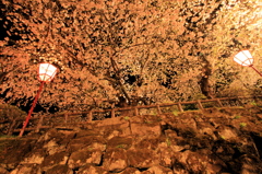 夜空を覆う満開の桜