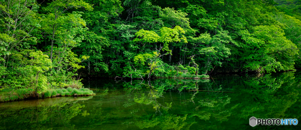 新緑の蔦沼-Ⅱ