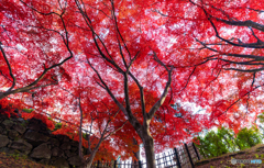 弘前公園の秋-Ⅳ