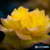 魅惑の薔薇-Ⅳ