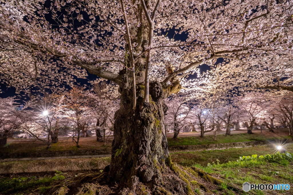 弘前公園の夜-13
