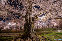 弘前公園の夜-13