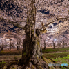 弘前公園の夜-13