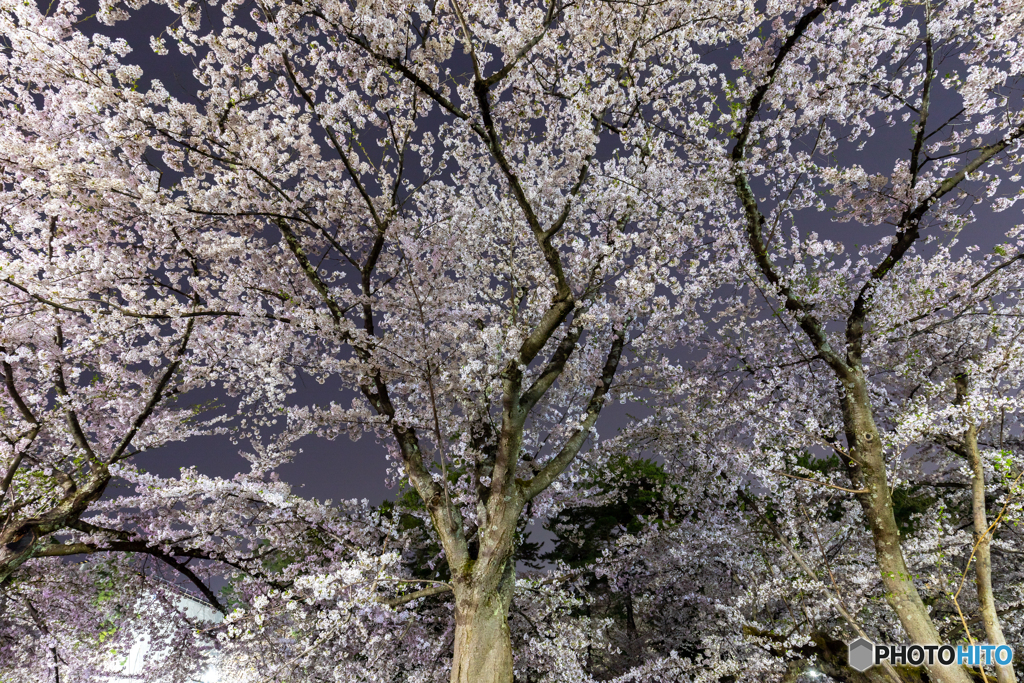 静寂の弘前公園-Ⅴ