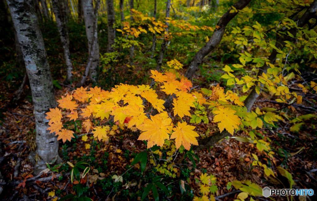 八甲田の森で-Ⅱ