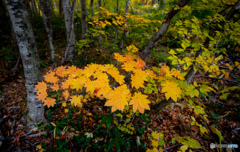 八甲田の森で-Ⅱ 八甲田の森で-Ⅱ