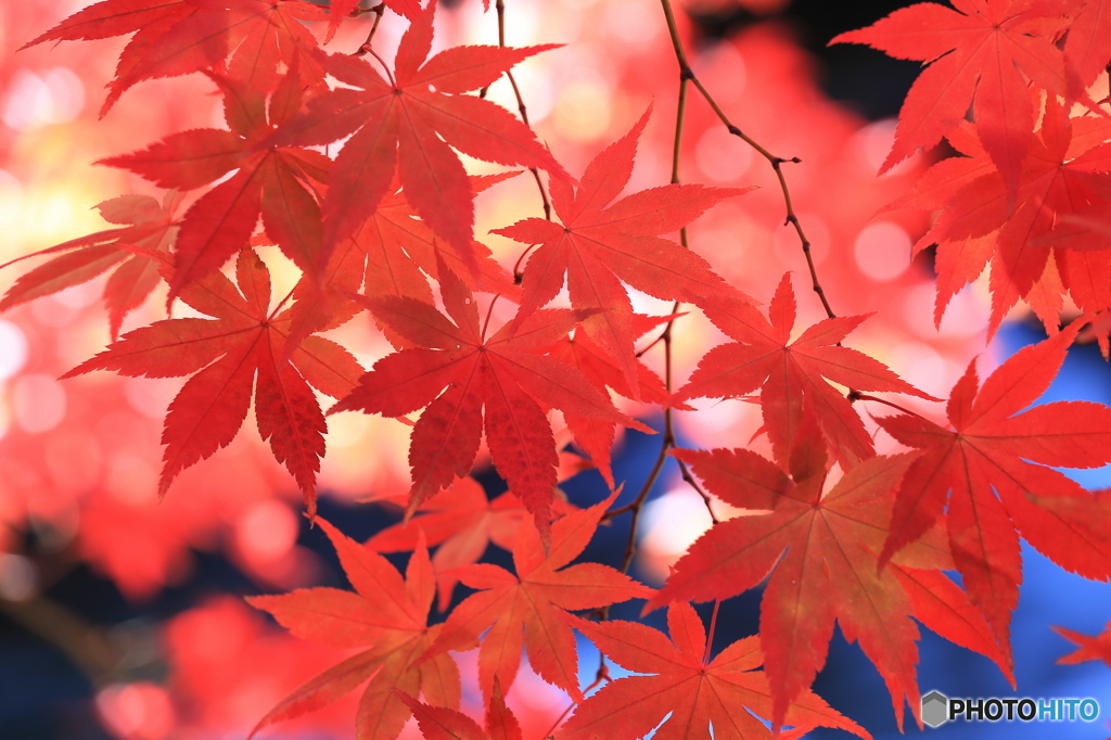 紅〜もみじ〜