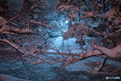 雪の夜スナップ‐Ⅱ