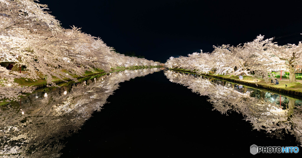 西濠夜桜